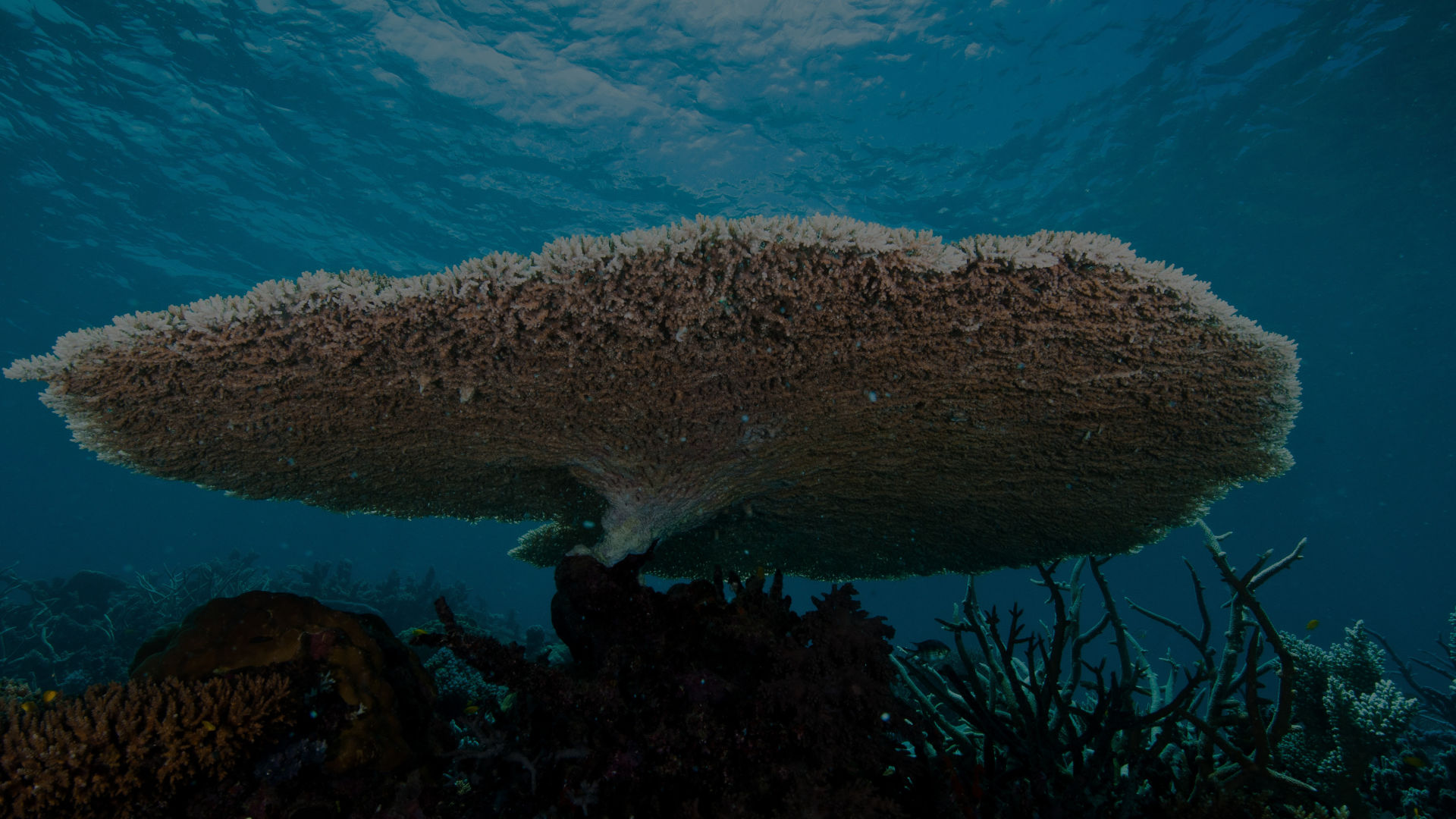 About Heat Tolerant Corals