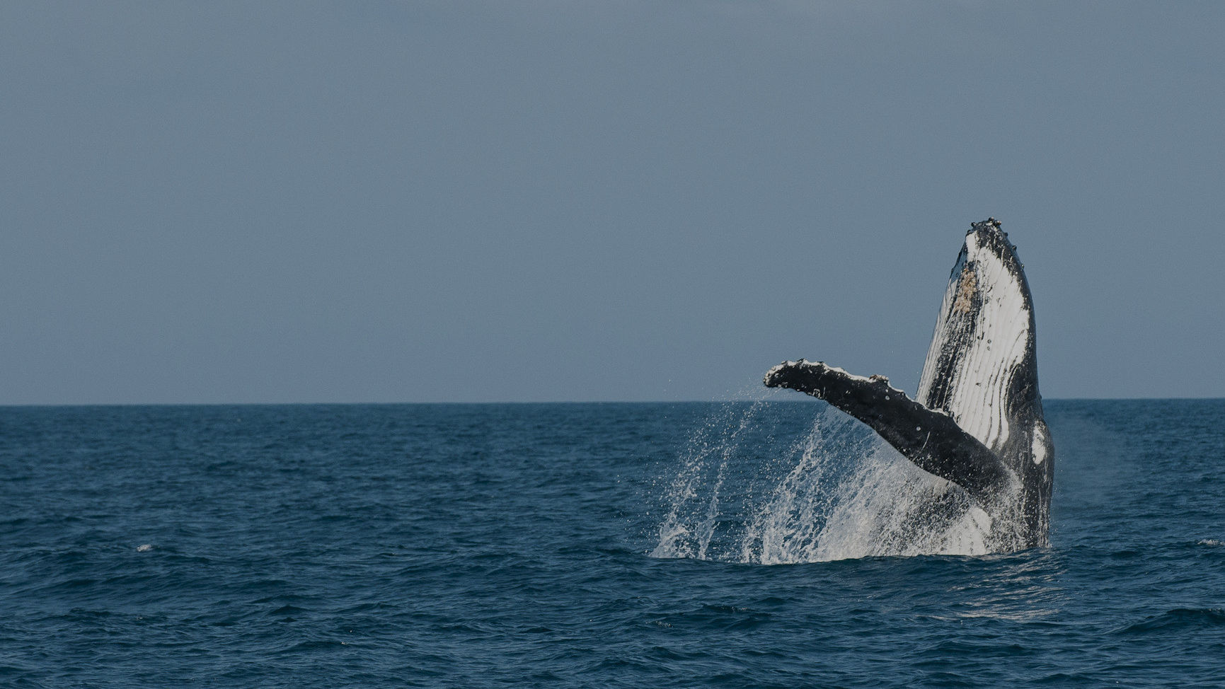 Protecting ocean habitats