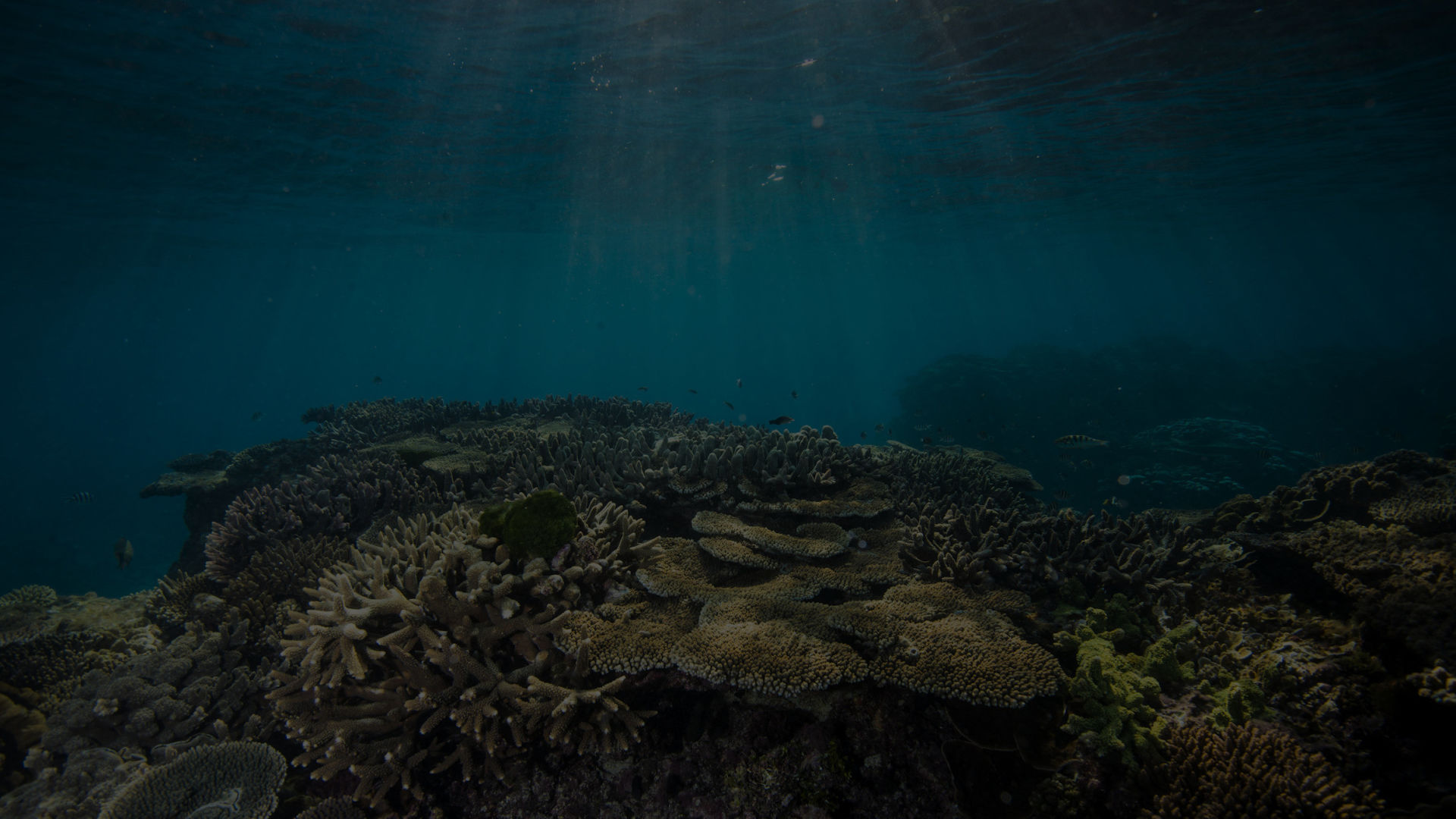 Coral Reefs are under threat​