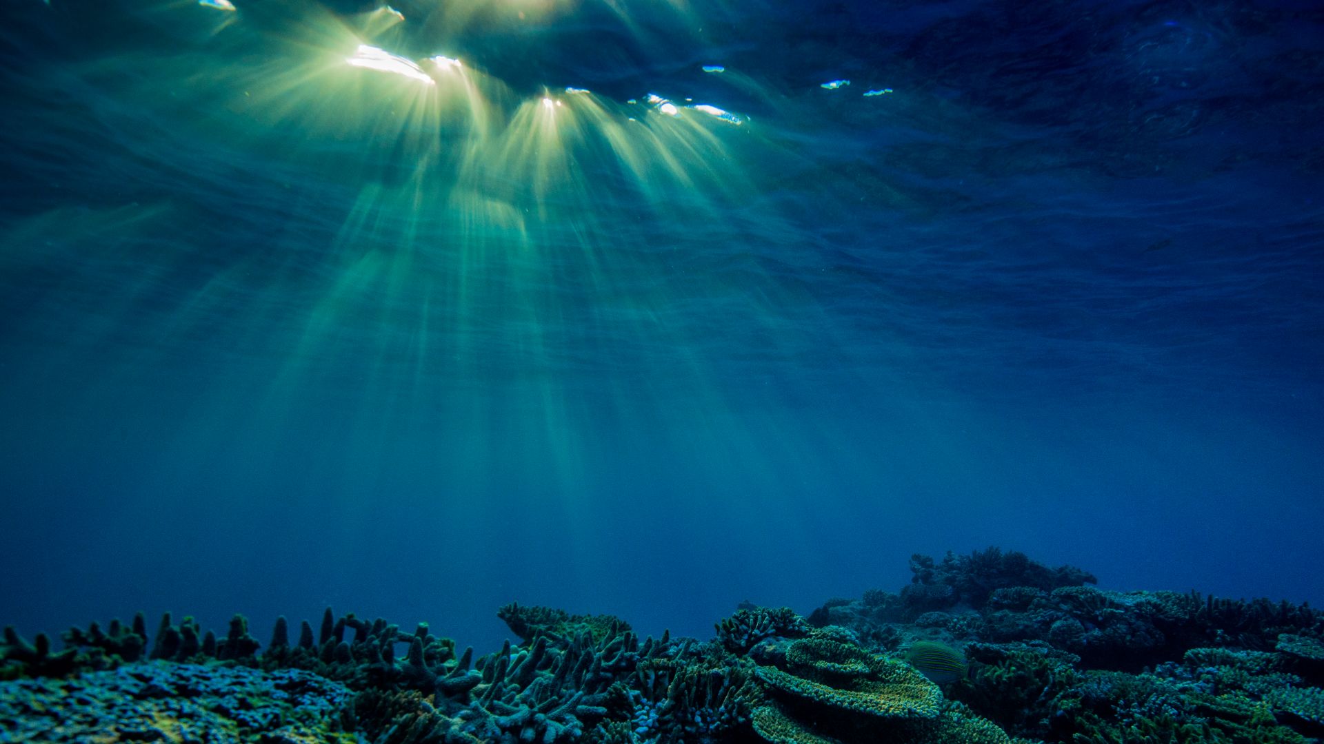 Great Barrier Reef Foundation