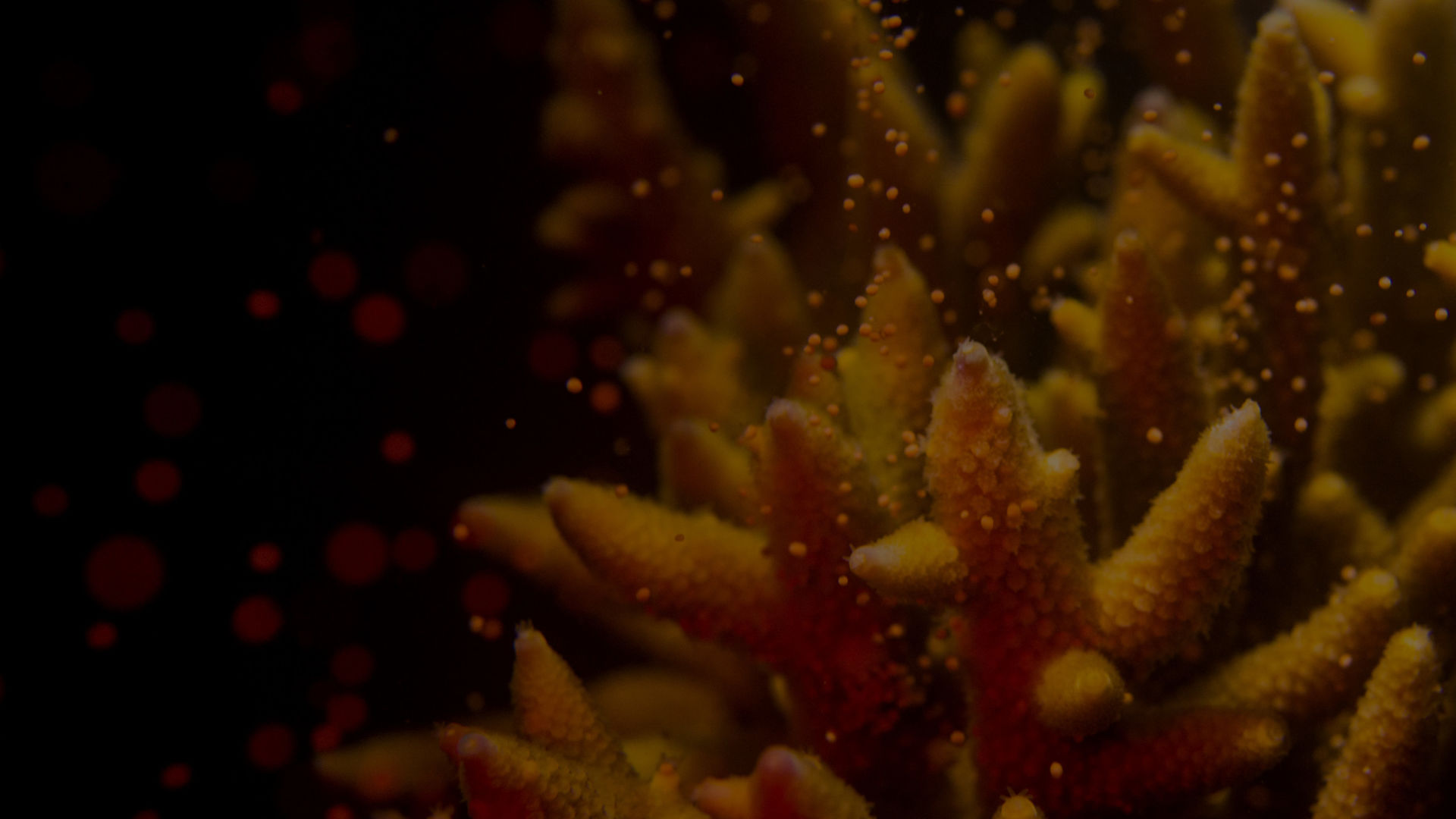 Can the Reef recover?