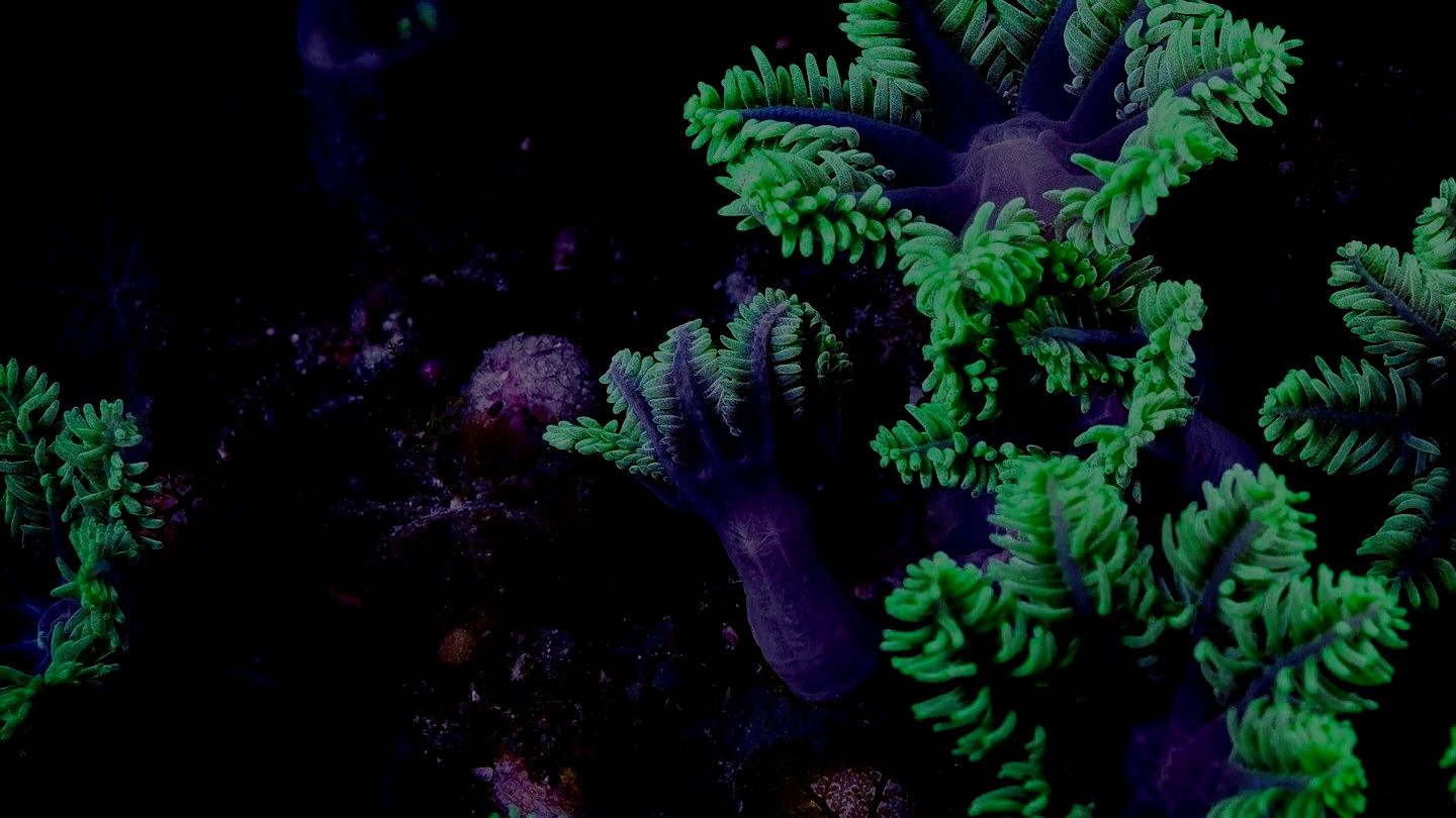 Plant a coral and restore the Reef