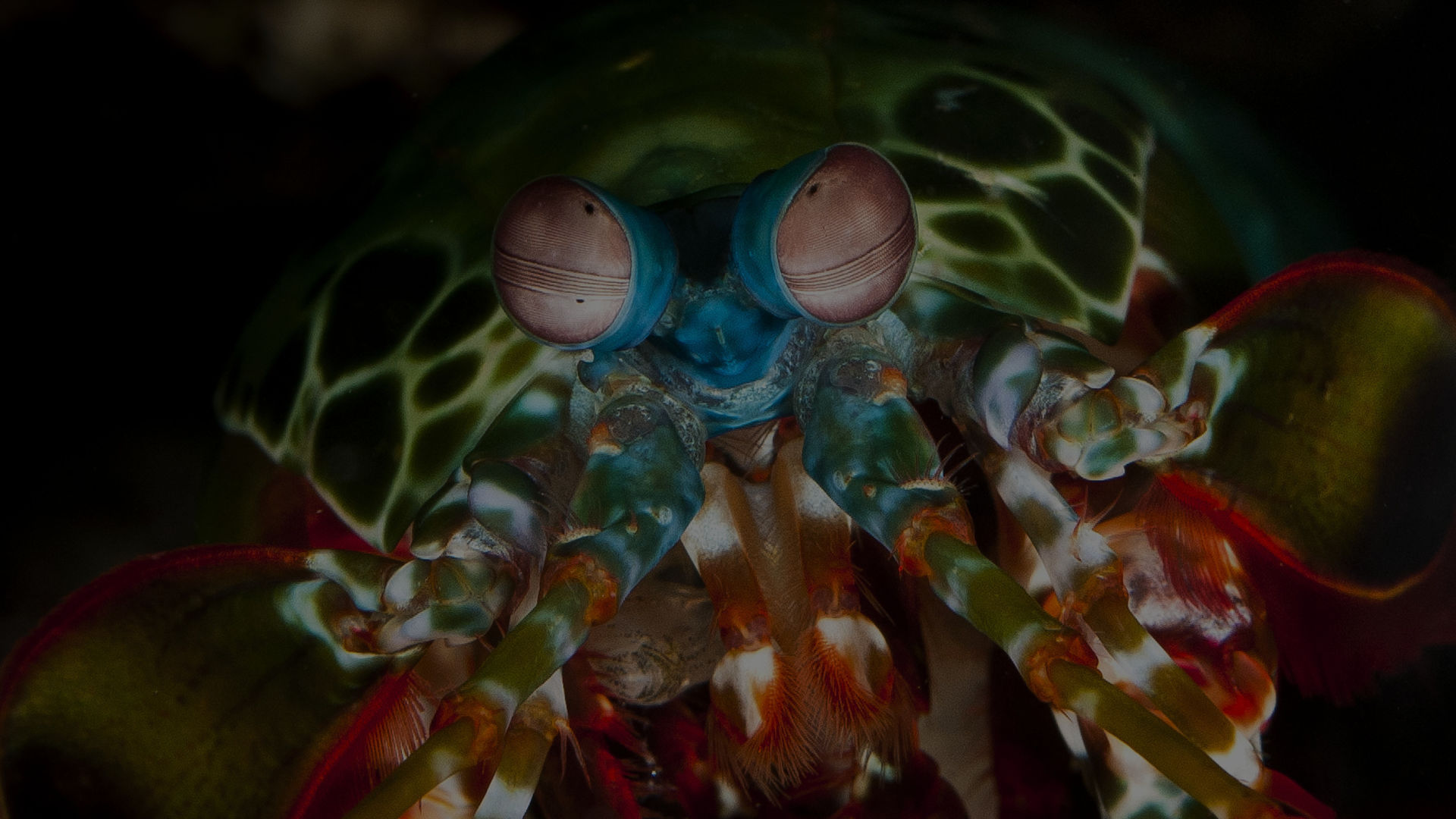 Shrimp mantis Mantis shrimp