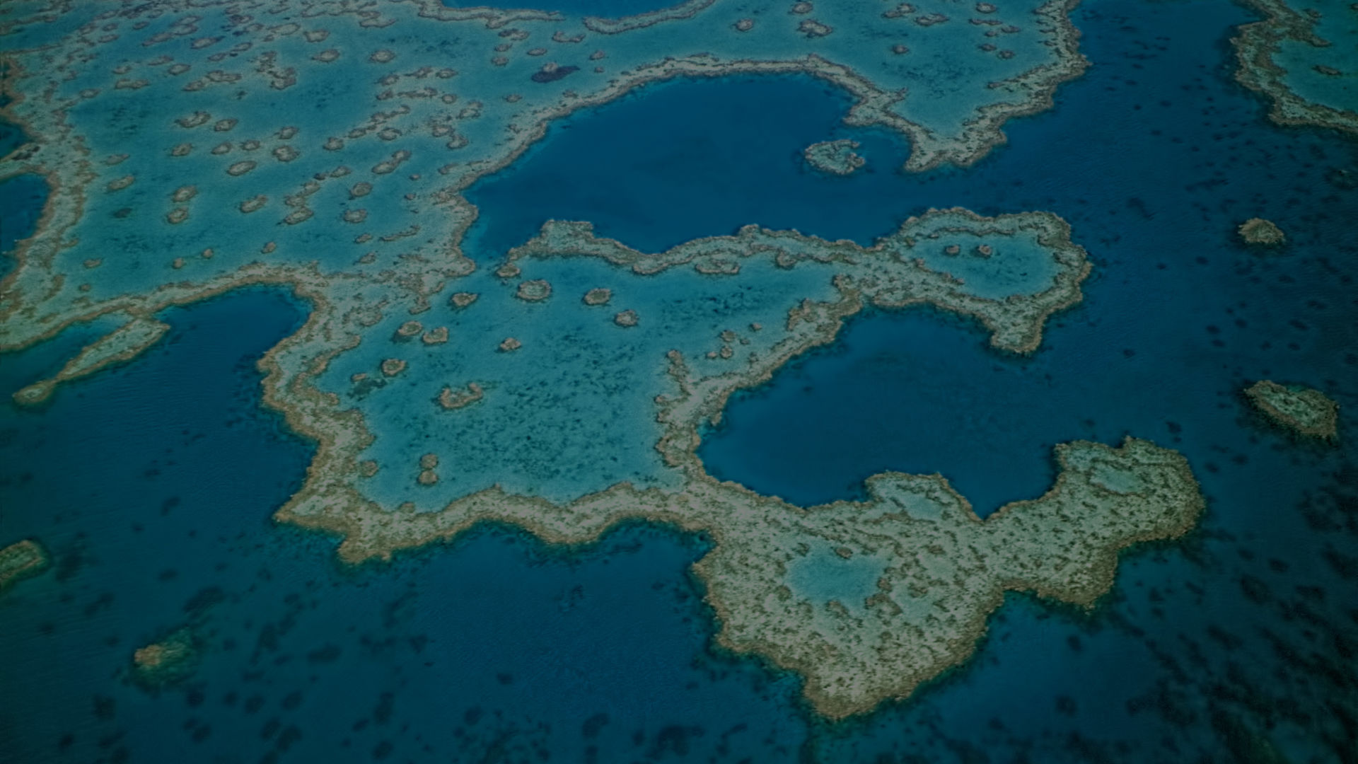 Seals - Great Barrier Reef Foundation - Great Barrier Reef Foundation