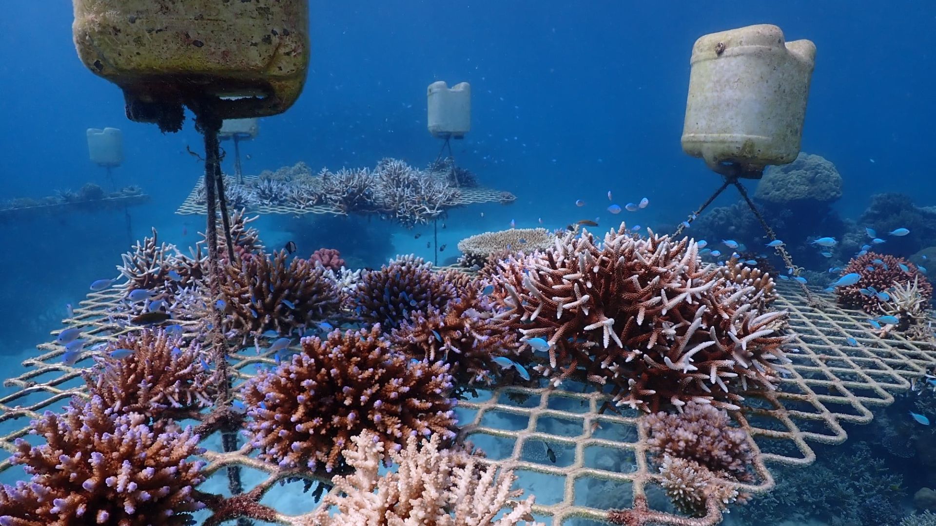 Assisted reef recovery