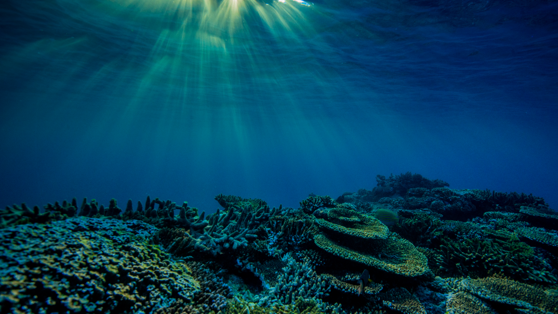 During the International Year of the Reef in 2018, the Australian Government announced the largest ever single investment in reef protection.