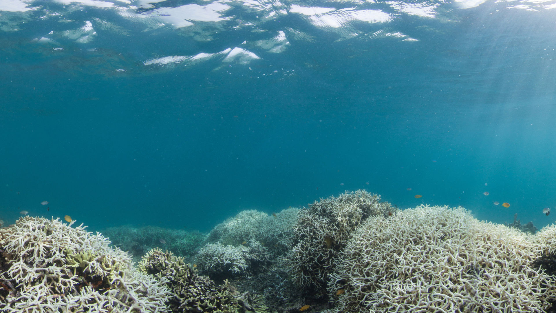 Threat to the Reef - Great Barrier Reef Foundation - Great Barrier Reef
