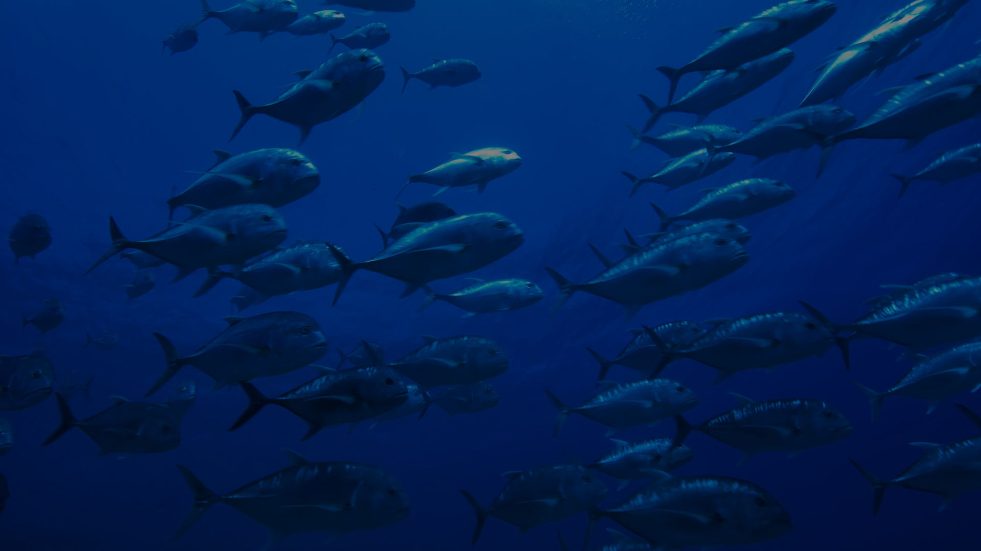 Giant Trevally