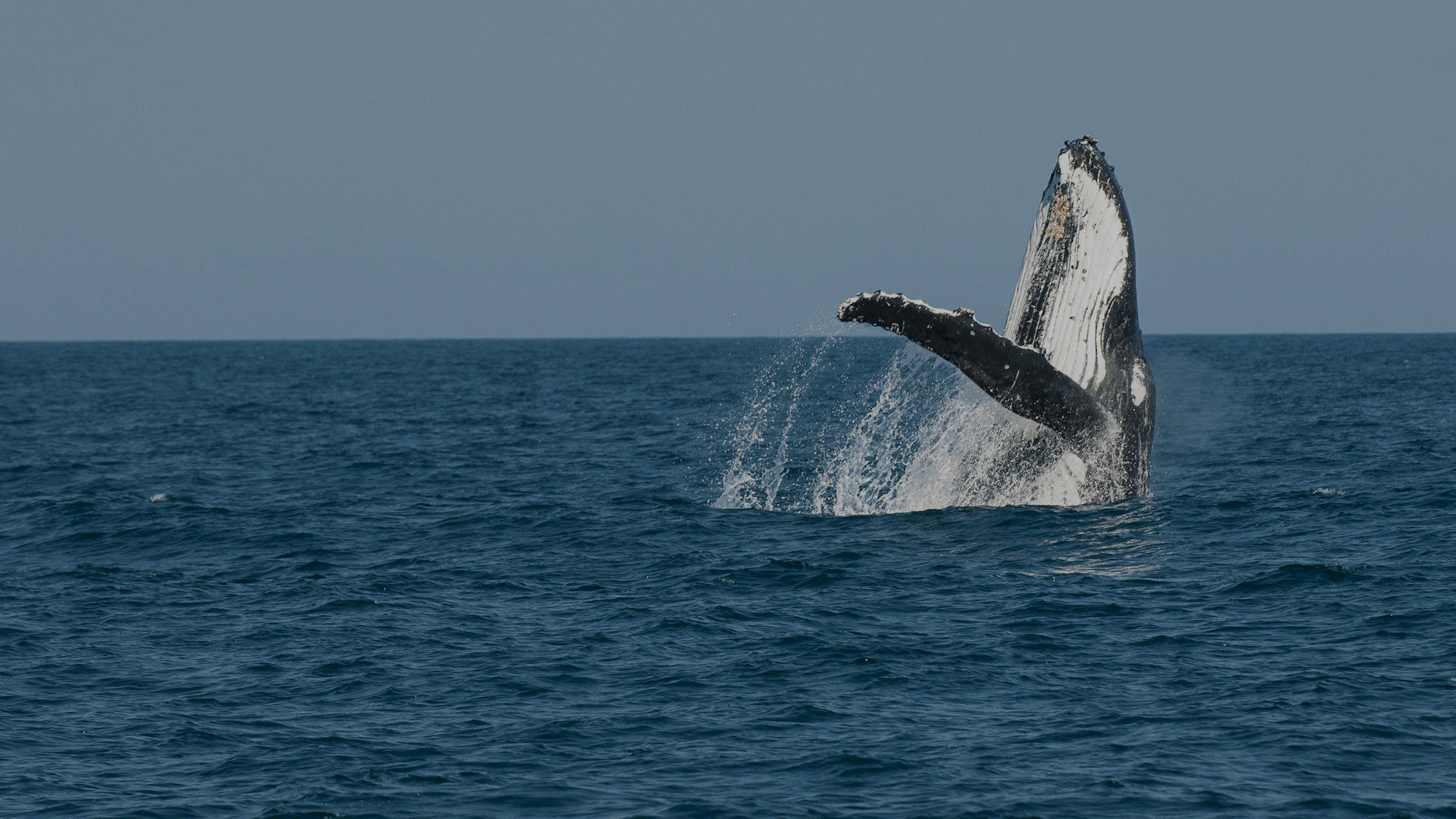 Animals - Great Barrier Reef Foundation - Great Barrier Reef Foundation