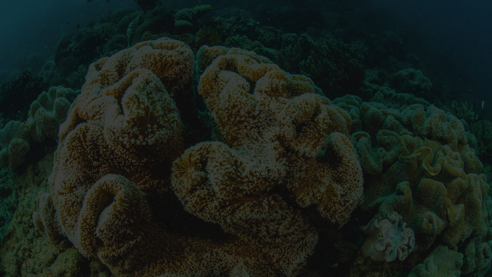 Crown-of-thorns starfish outbreaks threaten our Reef and the thousands of species of marine life that call it home.