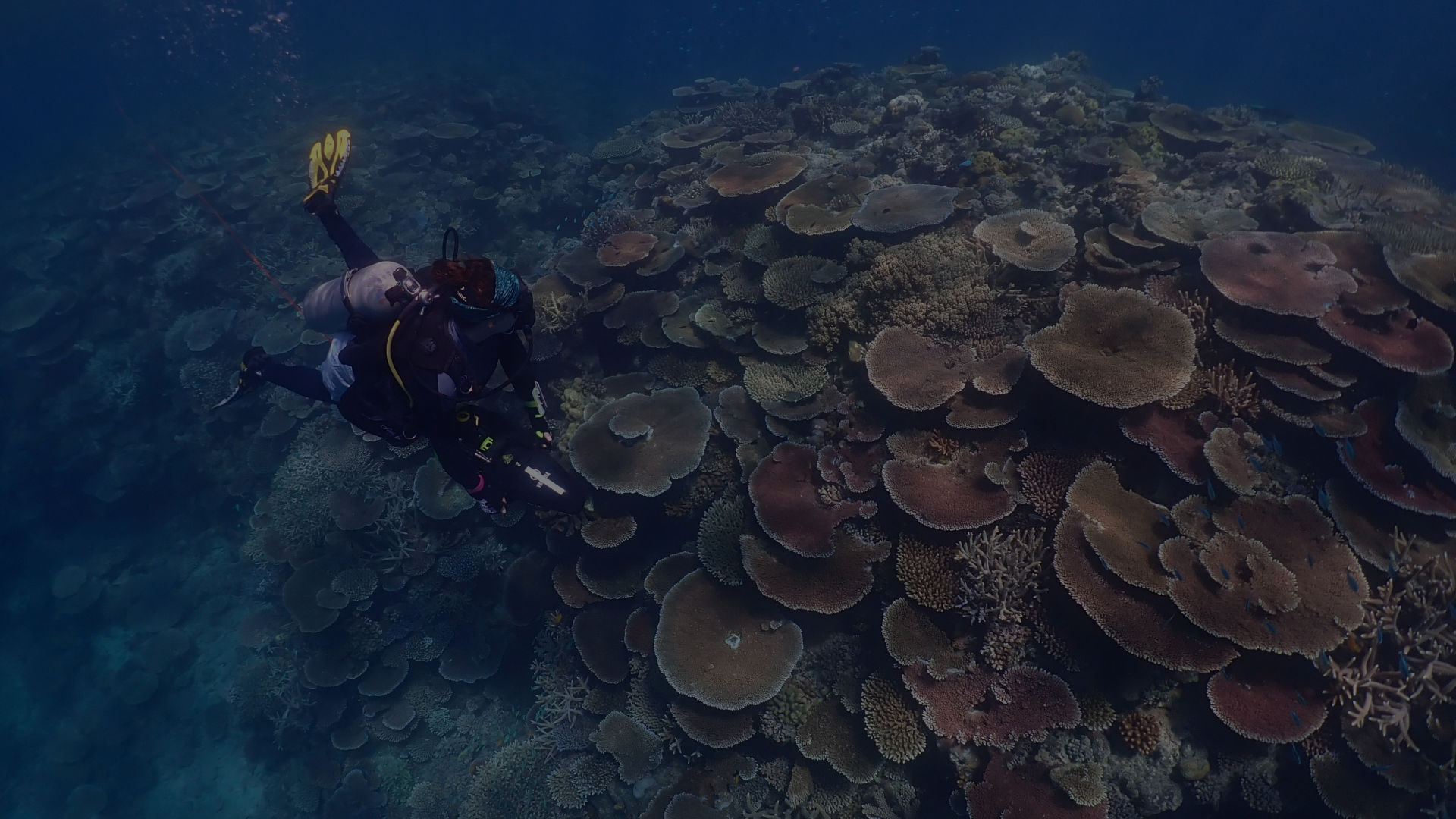 Scuba diver conducting COTS research