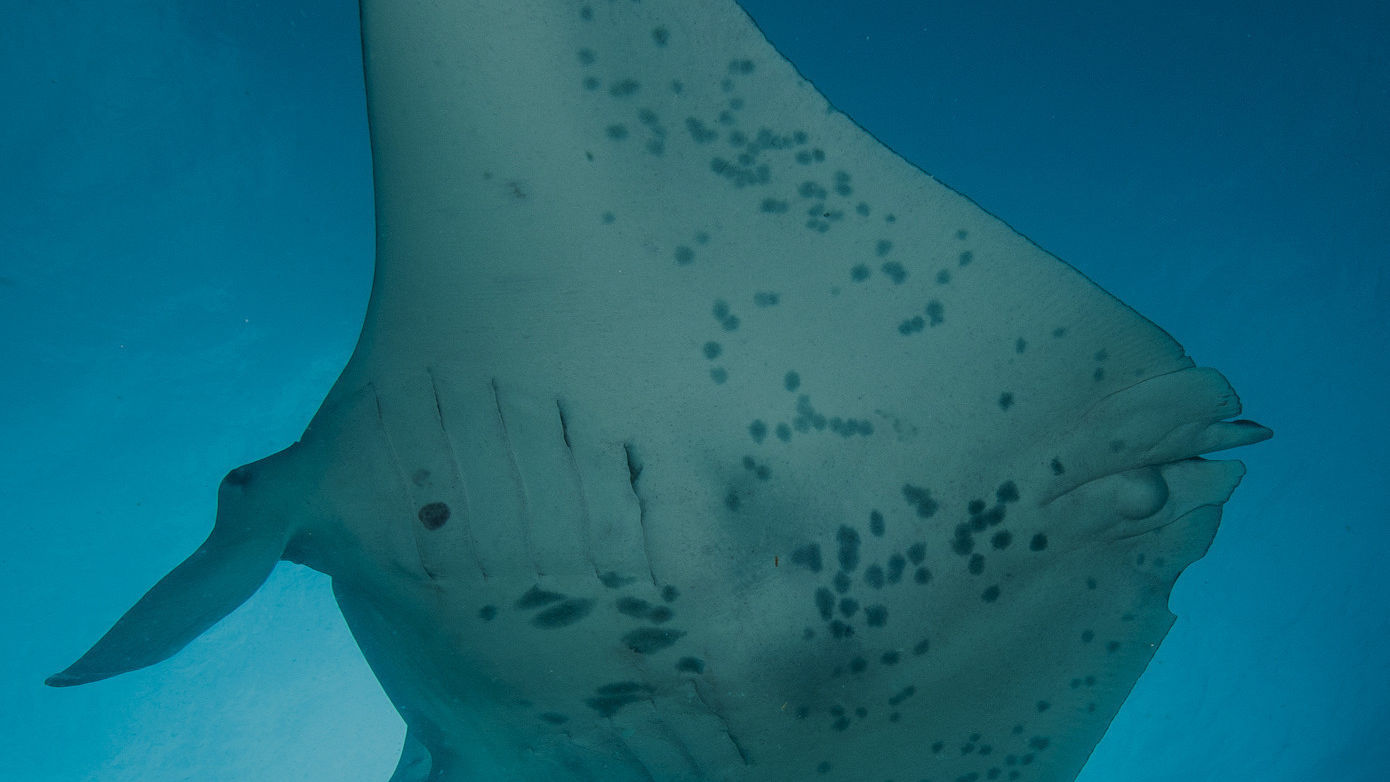 Lady Elliot Island