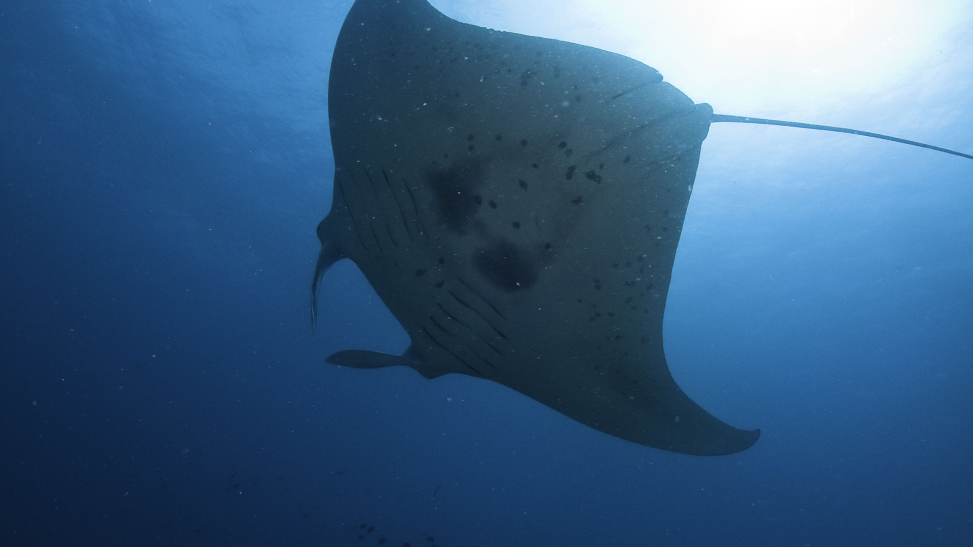 Manta Ray