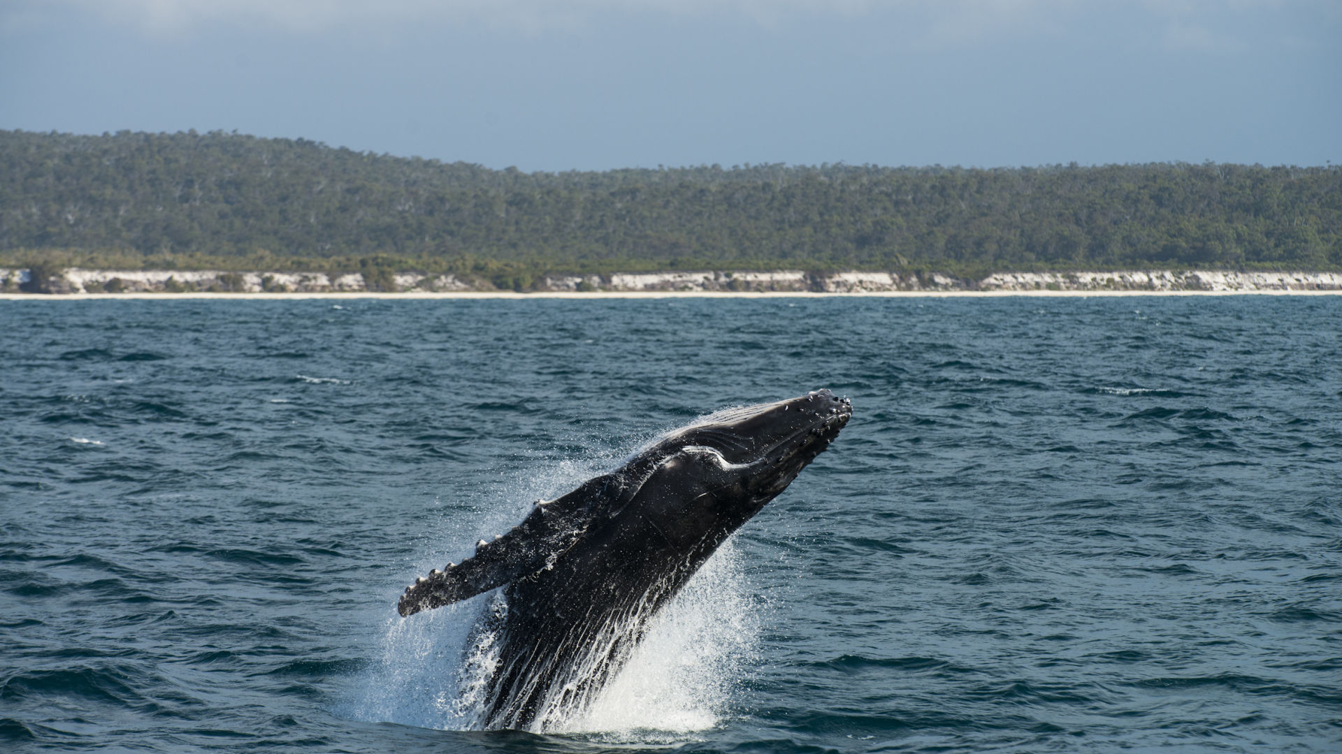 Humpback Whale - Great Barrier Reef Foundation