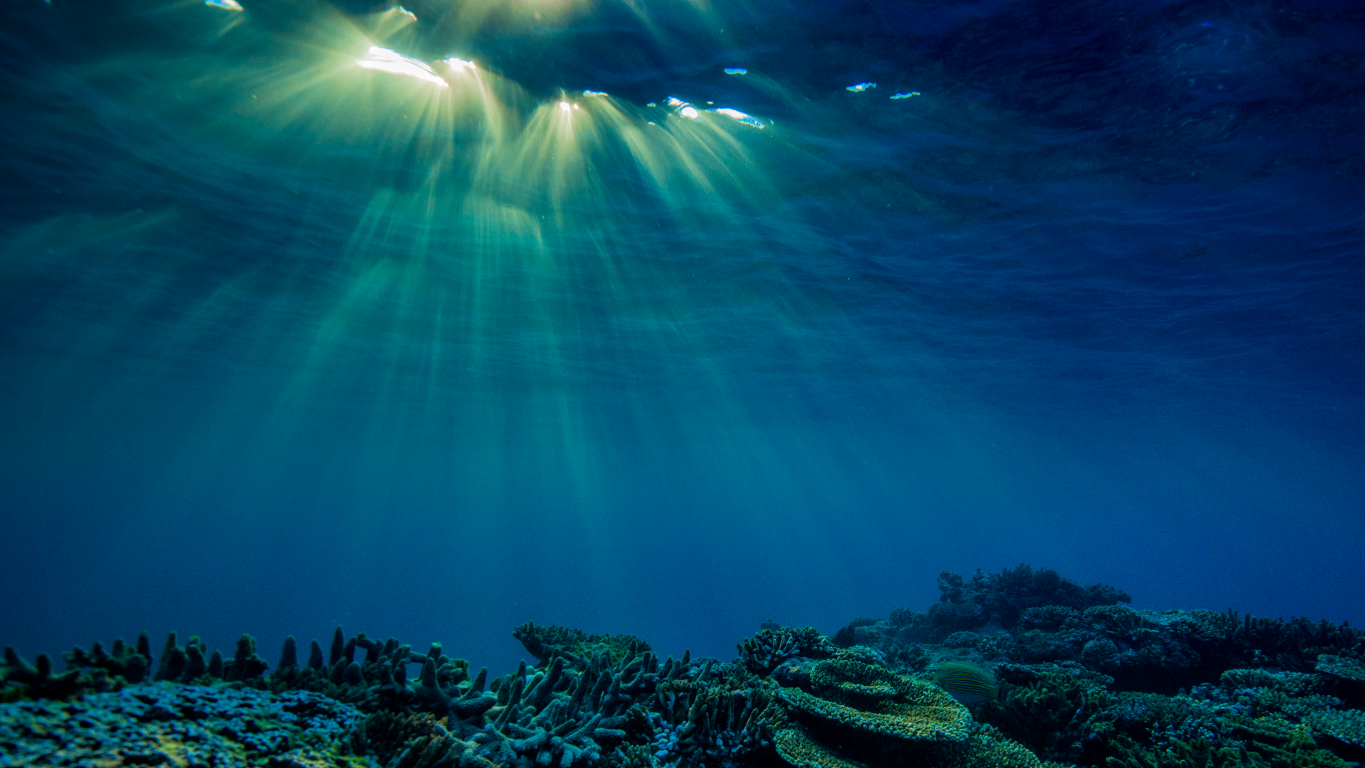 Great Barrier Reef Foundation
