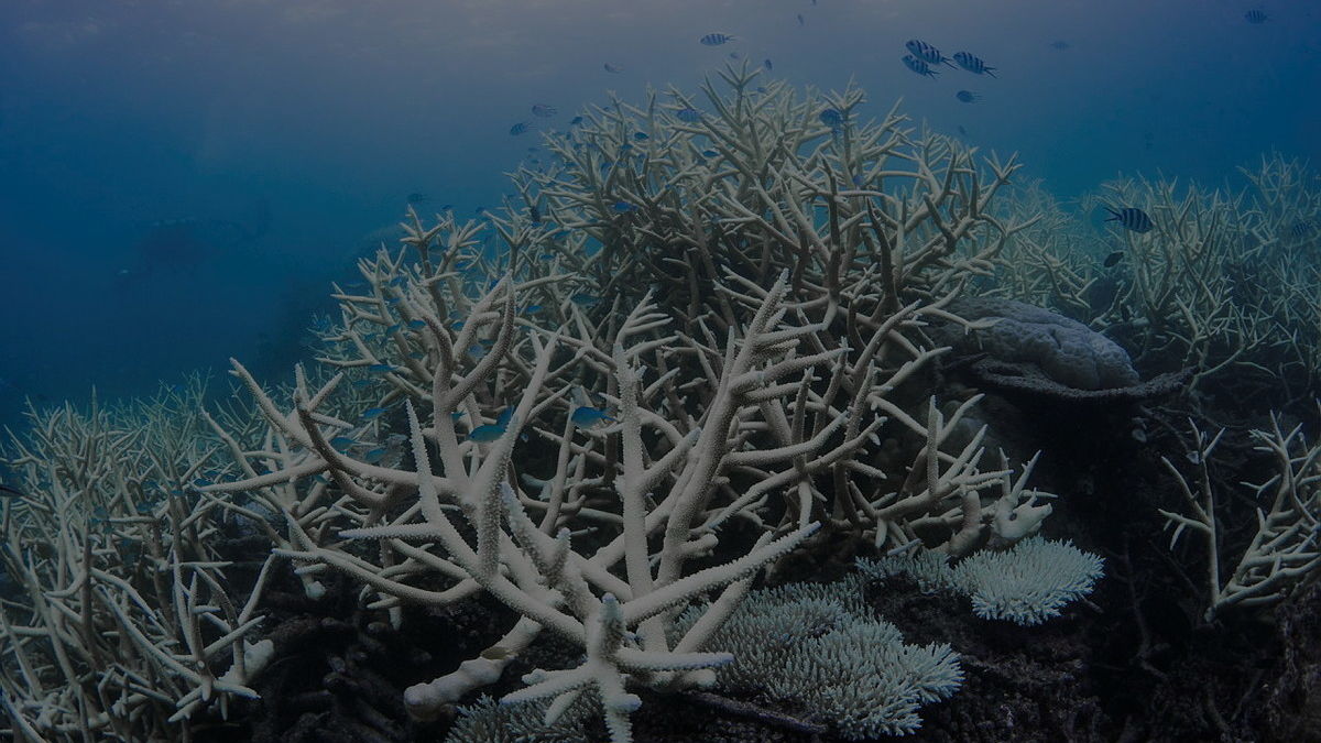 Coral Bleaching