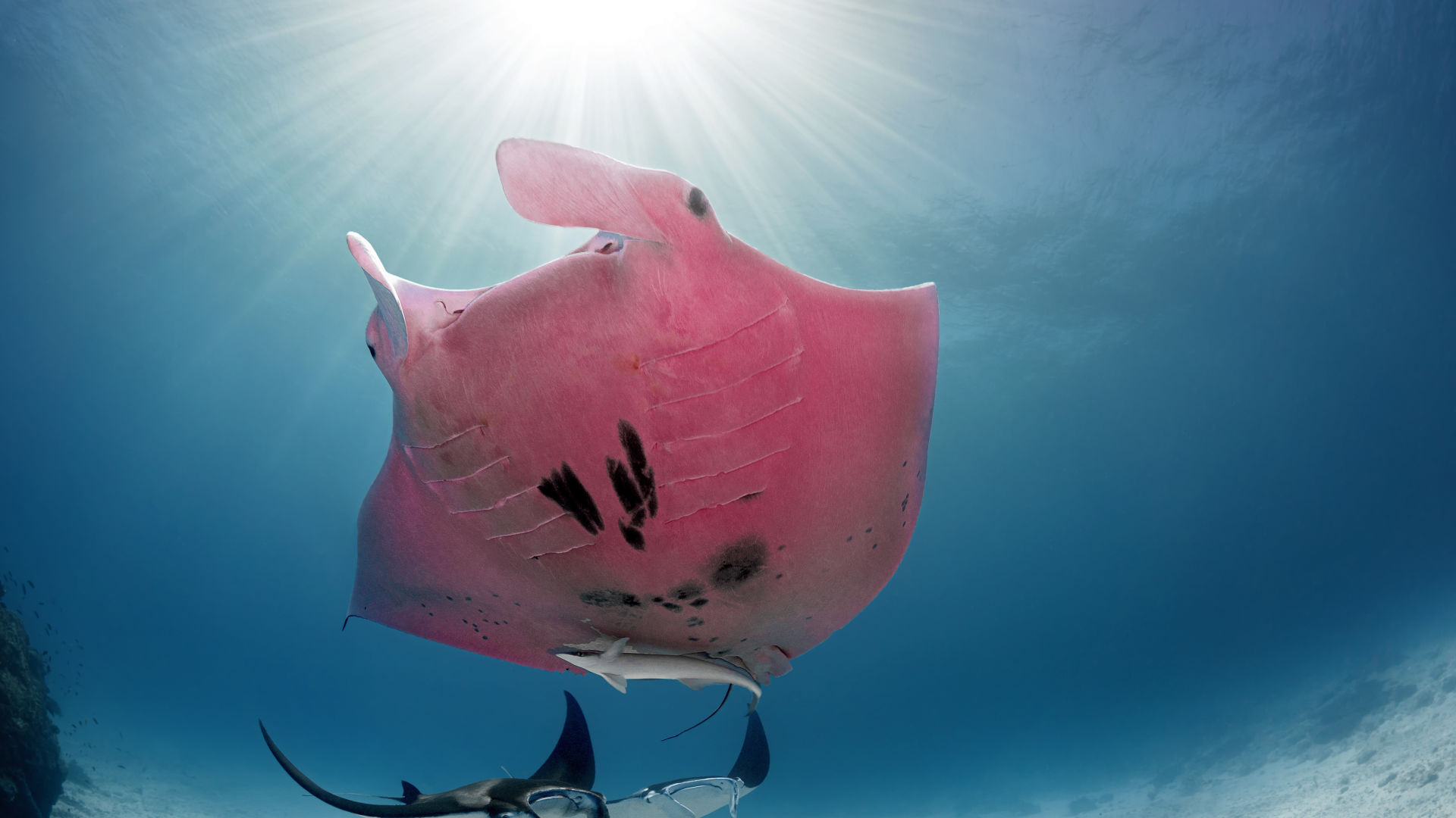 Tropical paradise for marine life