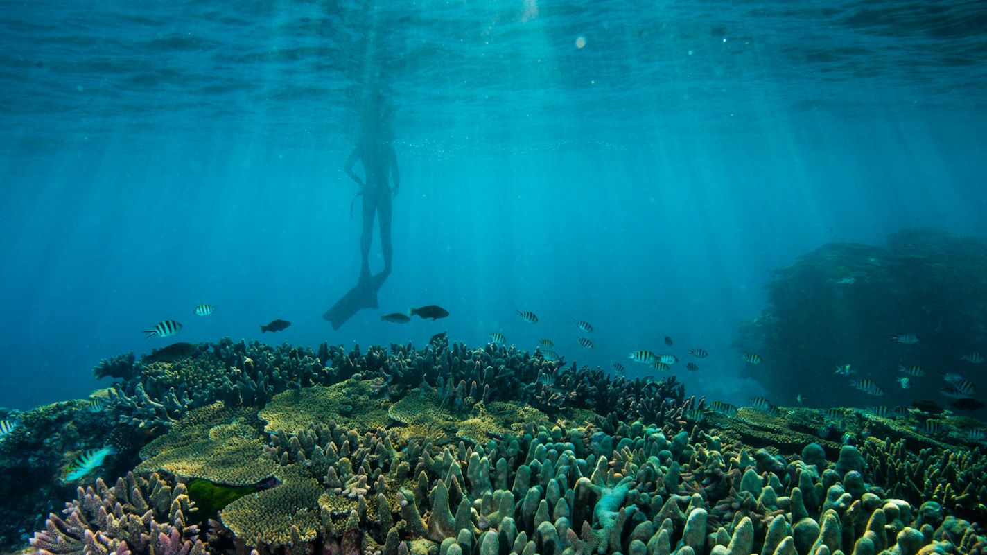 The Reef - Great Barrier Reef Foundation