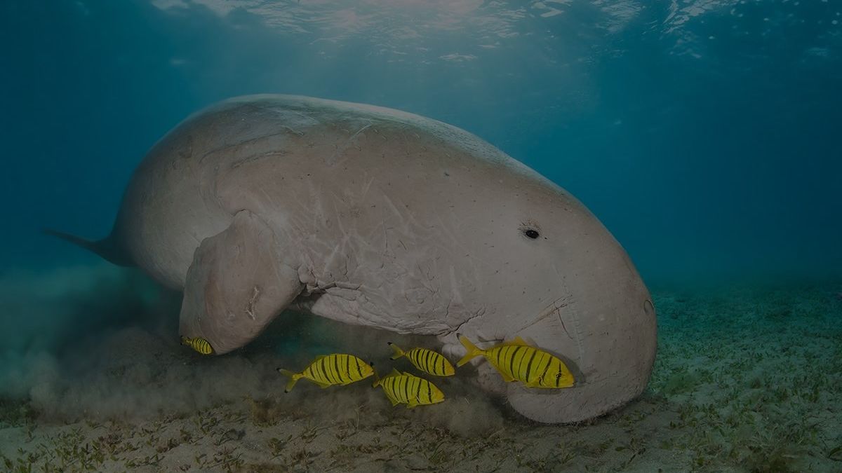 Do sea cows live in the great barrier reef