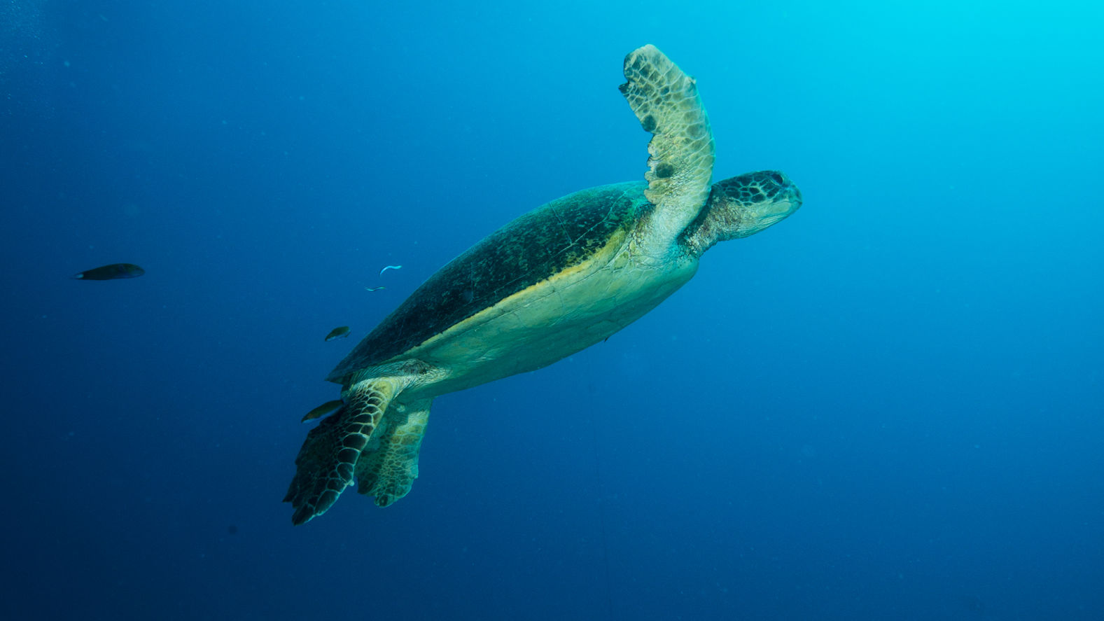 The oldest known sea turtle fossil is at least 120 million years old, making sea turtles some of the oldest creatures on the planet.