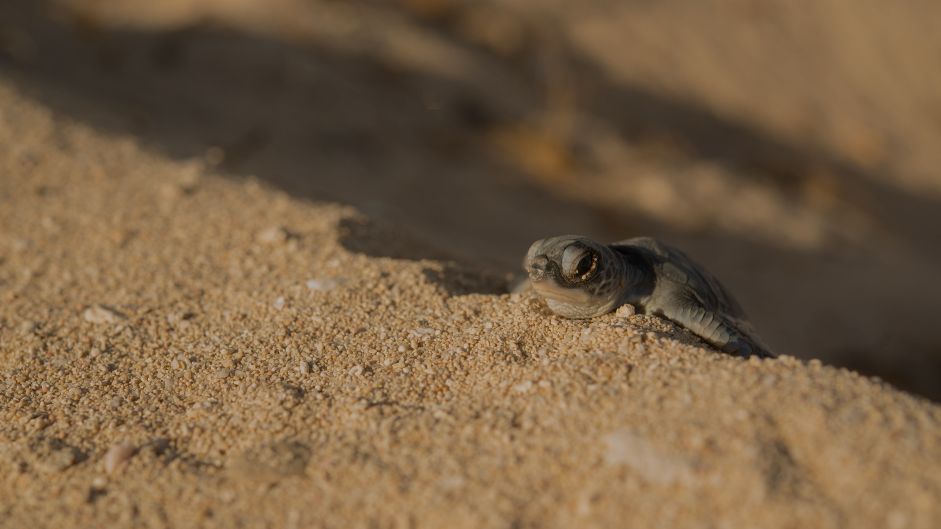 Christmas Appeal 2020 Landing Page 2 Digital savethegreenturtles