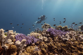 Great Reef Census 2021 underway