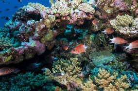 Sixth Status of the Coral Reefs of the World Report