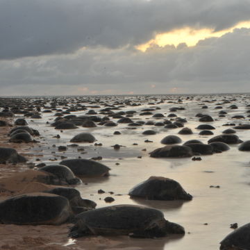 Nesting season at Raine Island