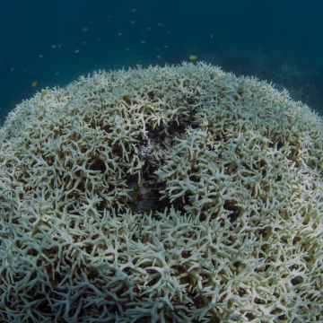 What is Coral Bleaching?