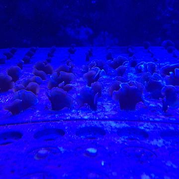 Corals under UV light