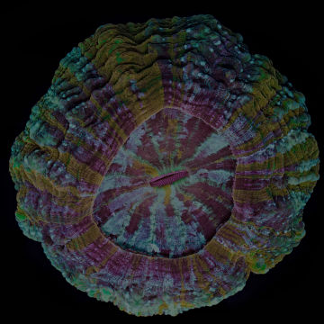 Acanthophyllia