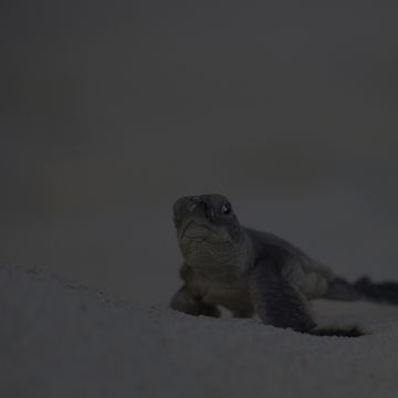 Green turtle hatchling on the Great Barrier Reef
