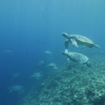 Green turtles at Raine Island