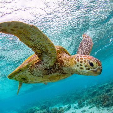 Restore a Wildlife Sanctuary