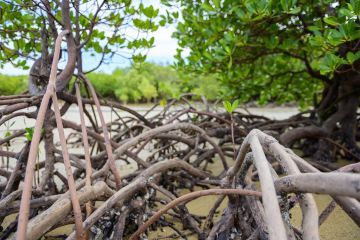 Kickstarting Blue Carbon projects in the Asia Pacific