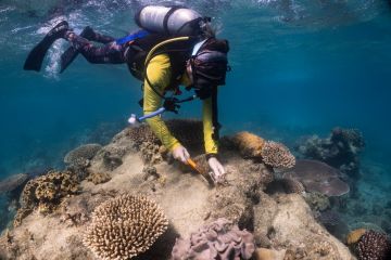 Qantas and Great Barrier Reef Foundation set up $10 million fund to help restore the Reef