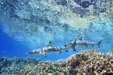Sharks to be revered (not feared)