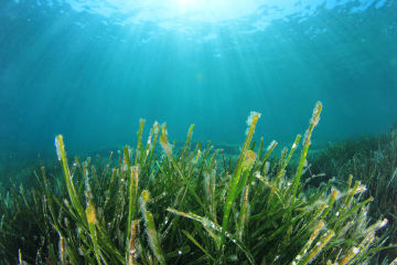 Expressions of Interest: Expanding Traditional Owner led Seagrass Monitoring and Restoration  