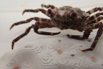 Tiny crabs, big impact: new allies in protecting coral