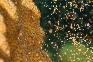 Coral spawning breeds a new generation for our Reef 