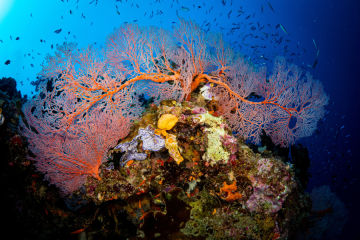 Monitoring Stewardship in the Great Barrier Reef