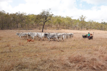 Preventing erosion in the Herbert