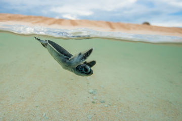 2026-27 field season grants for Queensland Marine Turtle Network members  