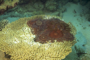 Five fascinating facts about crown-of-thorns starfish  