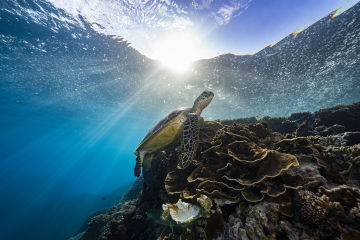 A sea turtle swims close to the surface over a coral reef.