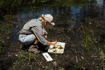 Improving waterway monitoring in the Dry Tropics with eDNA sampling