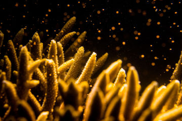 What is coral spawning?