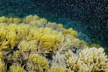 Coral spawning: what are the odds