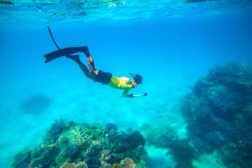 Great Reef Census 