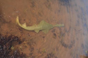 Sharks & Rays Australia 